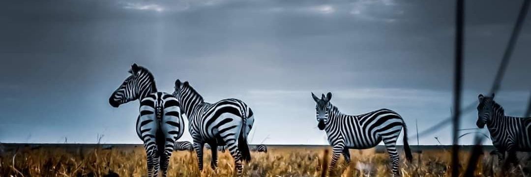 TMuluswela's profile banner image