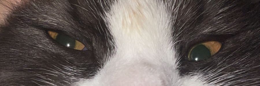 sbubucake's profile banner image
