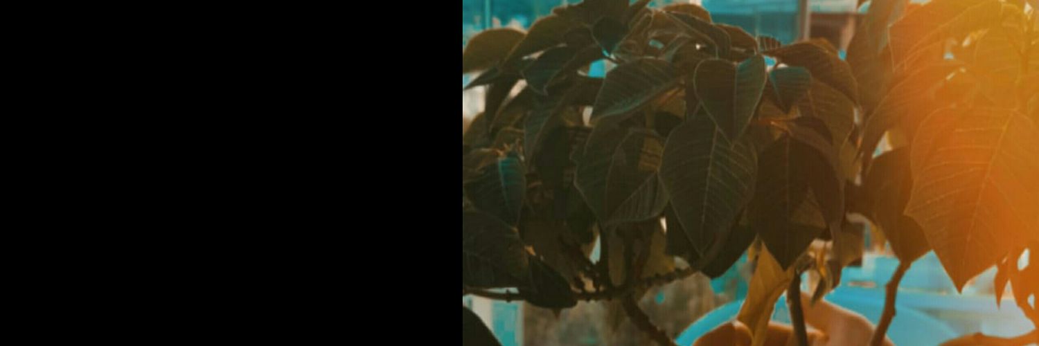 BilgeBiber's profile banner image
