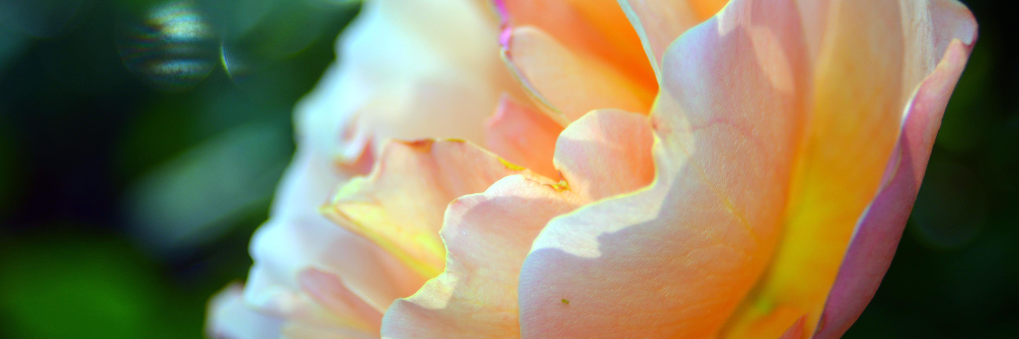 libraryfrog's profile banner image