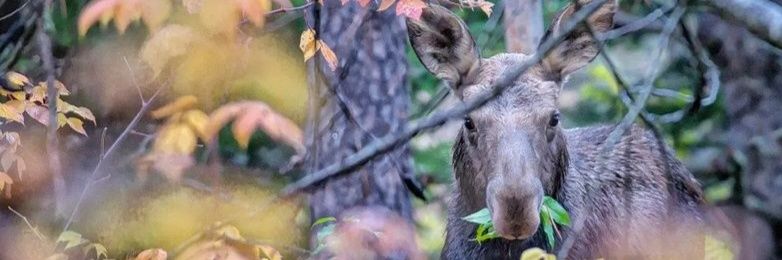 Great Canadian Wilderness banner