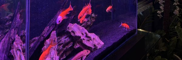 joodletoodle Profile Banner