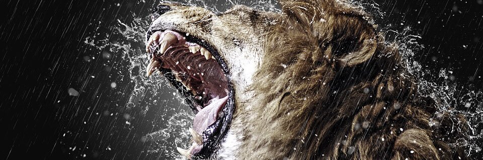 scottydrwal's profile banner image