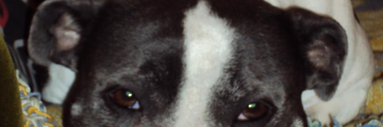 luvmedons's profile banner image