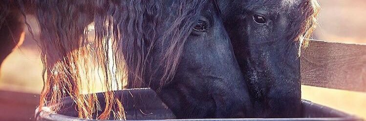 FrtEsim's profile banner image
