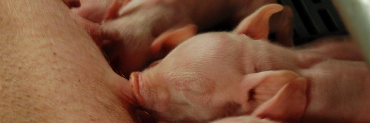 ThePigForum's profile banner image