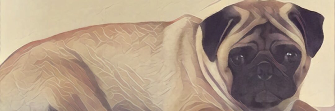 AshmitaV's profile banner image