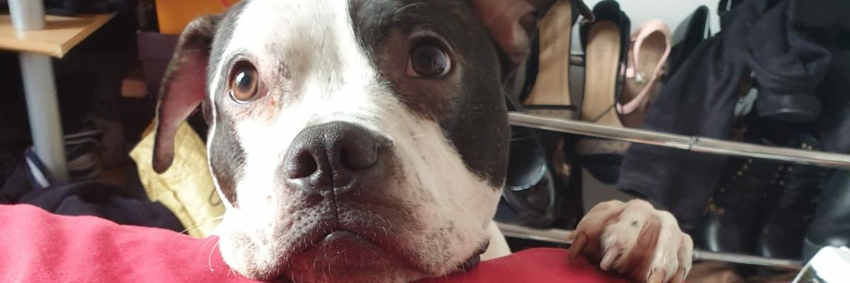 codetheorist's profile banner image