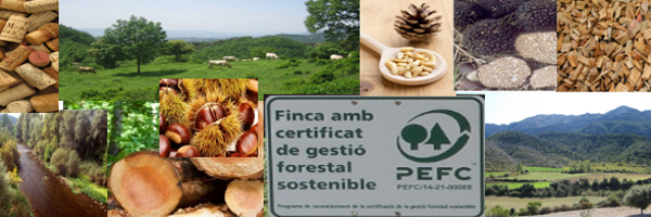 enscat Profile Banner