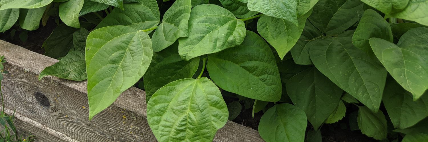 Hilary French banner