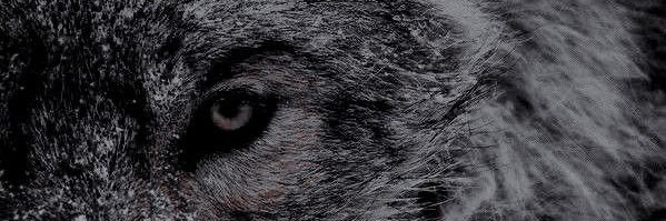 SiredByTheMoon's profile banner image