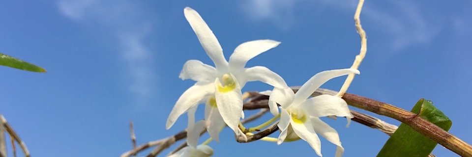 fromSeed's profile banner image