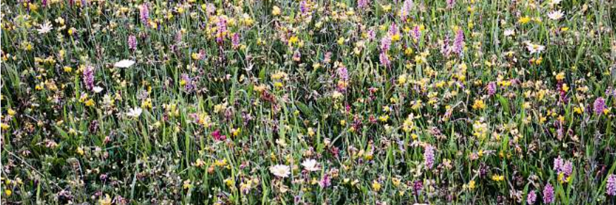 elisabeth cialdella banner