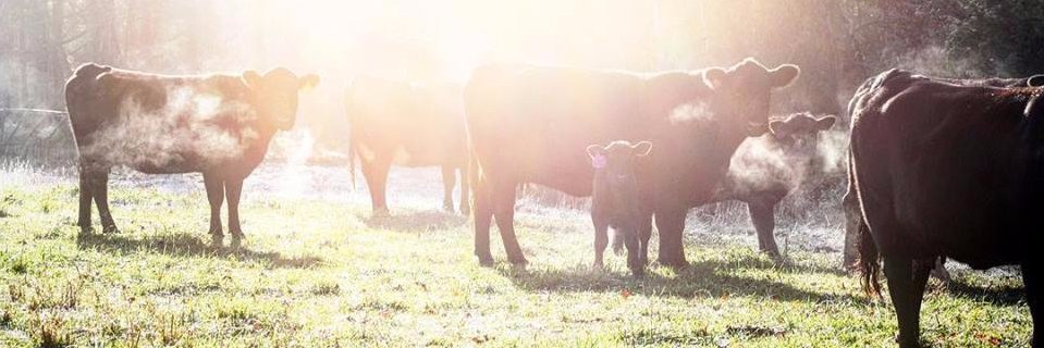 VaFarmBureau's profile banner image