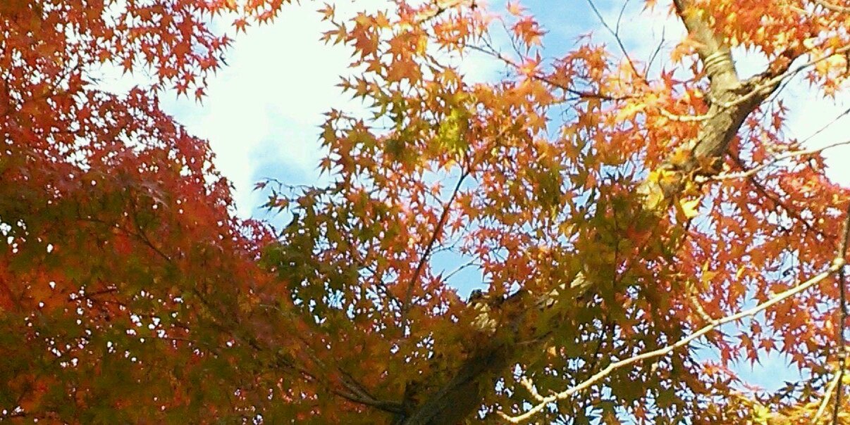 greenkota's profile banner image