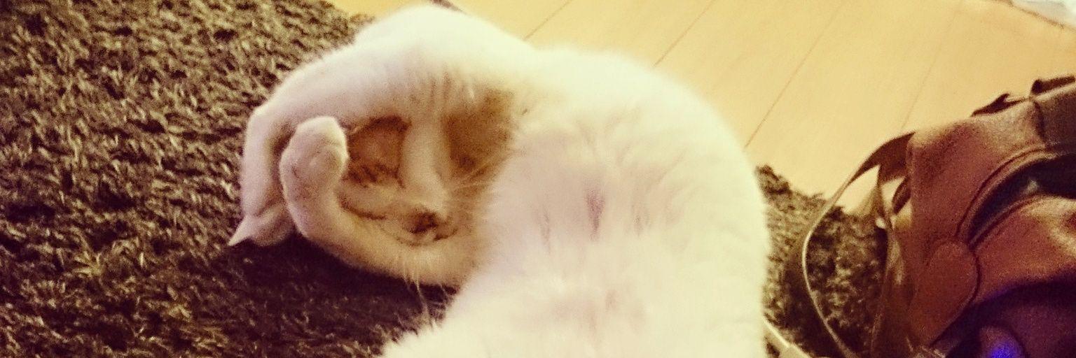 FUMaaaaanPi's profile banner image