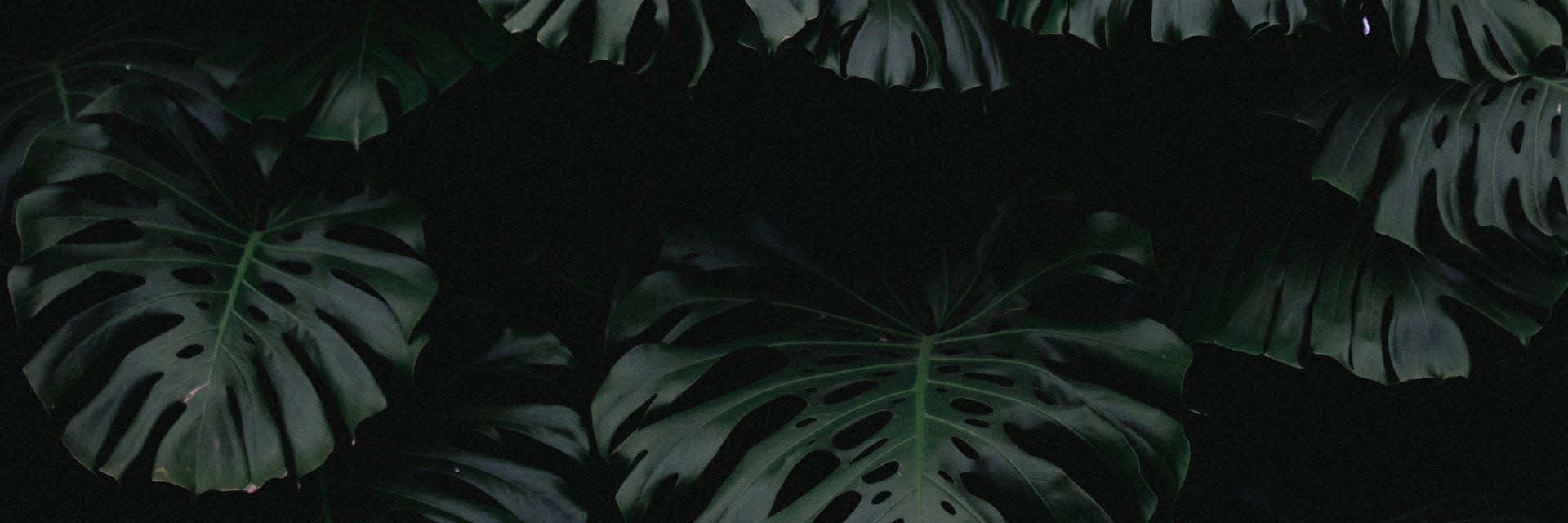 EmilySWarner's profile banner image