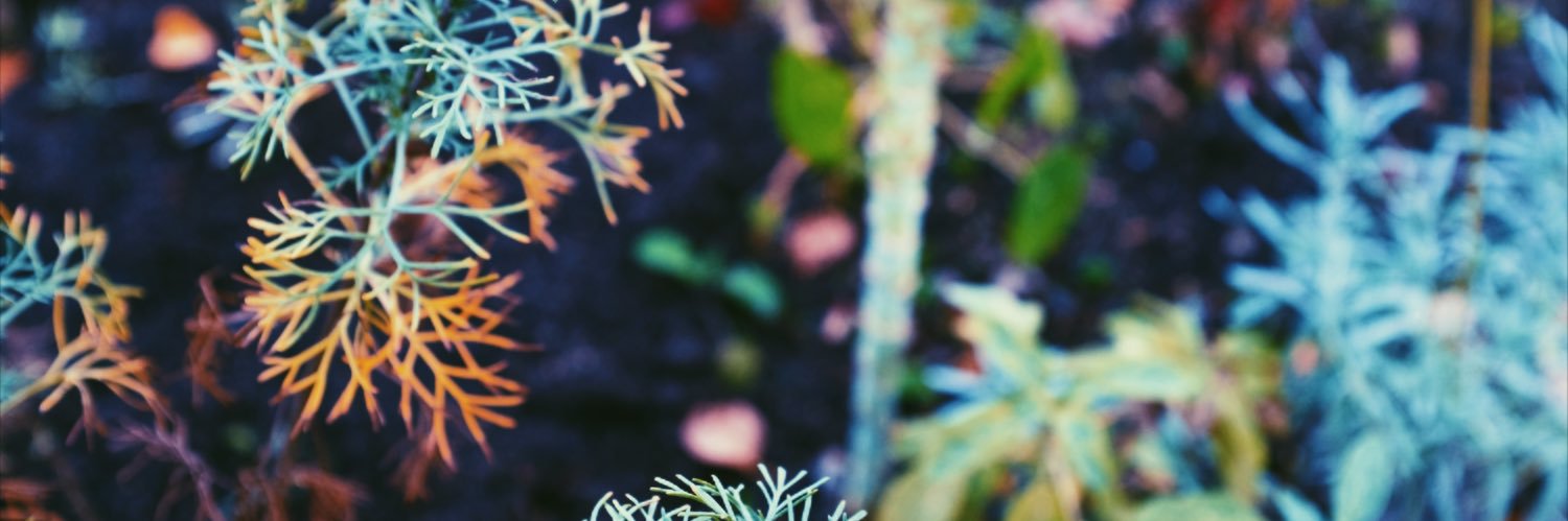 fronx 🐙✨ banner