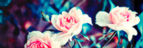 serena_mr's profile banner image