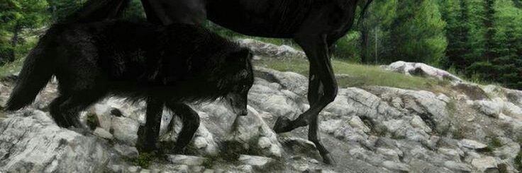 AStarkCentaur's profile banner image