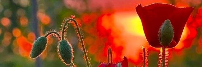 OPrudka's profile banner image