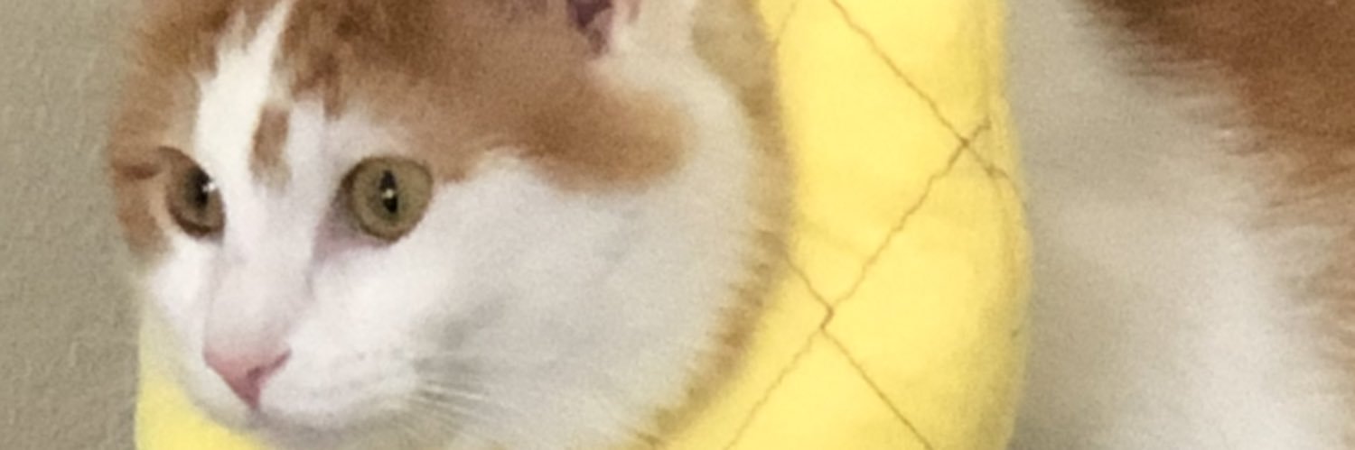 PineapplGirl2's profile banner image