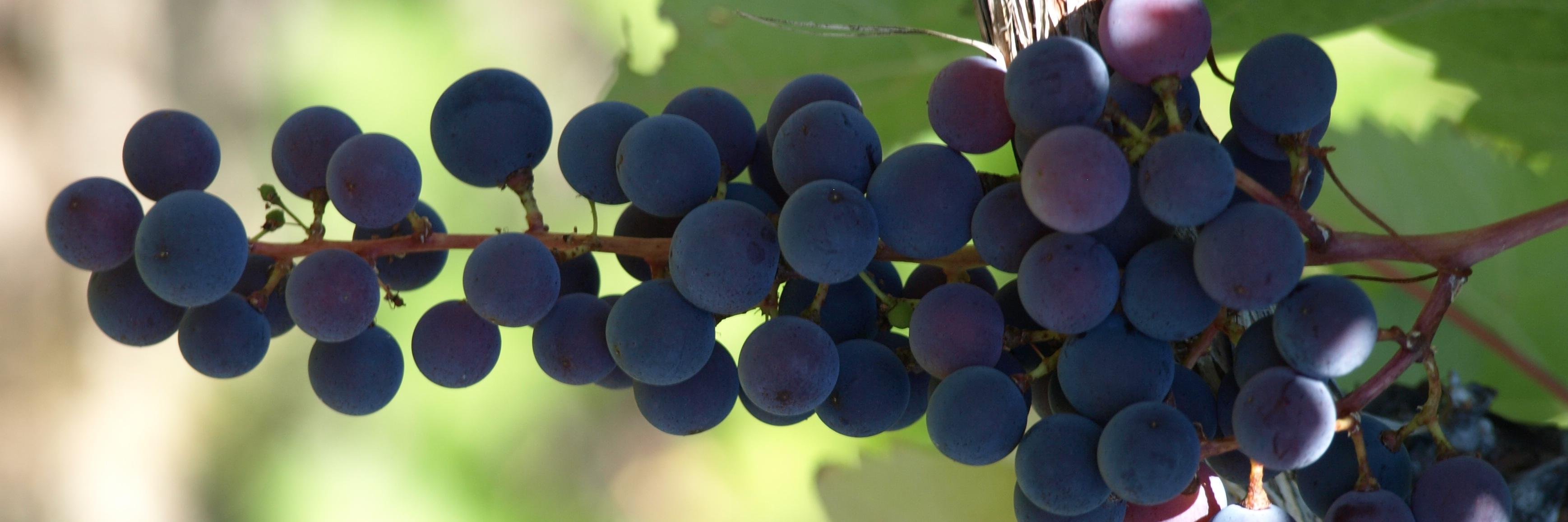 Dhiren Miyanger banner