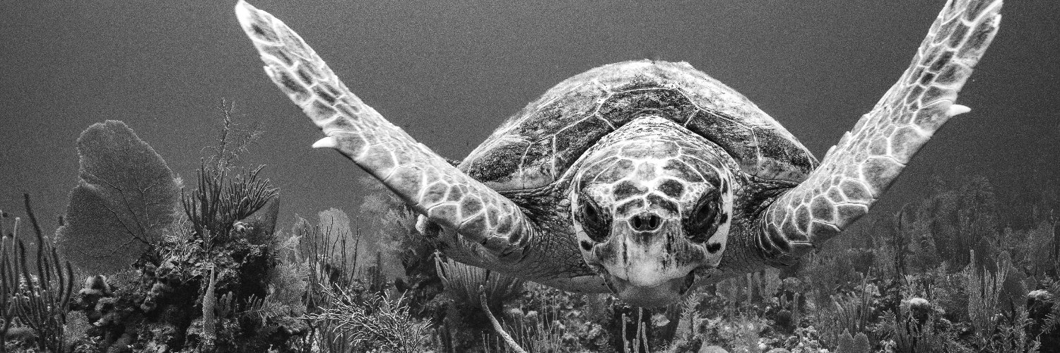 Turtle banner