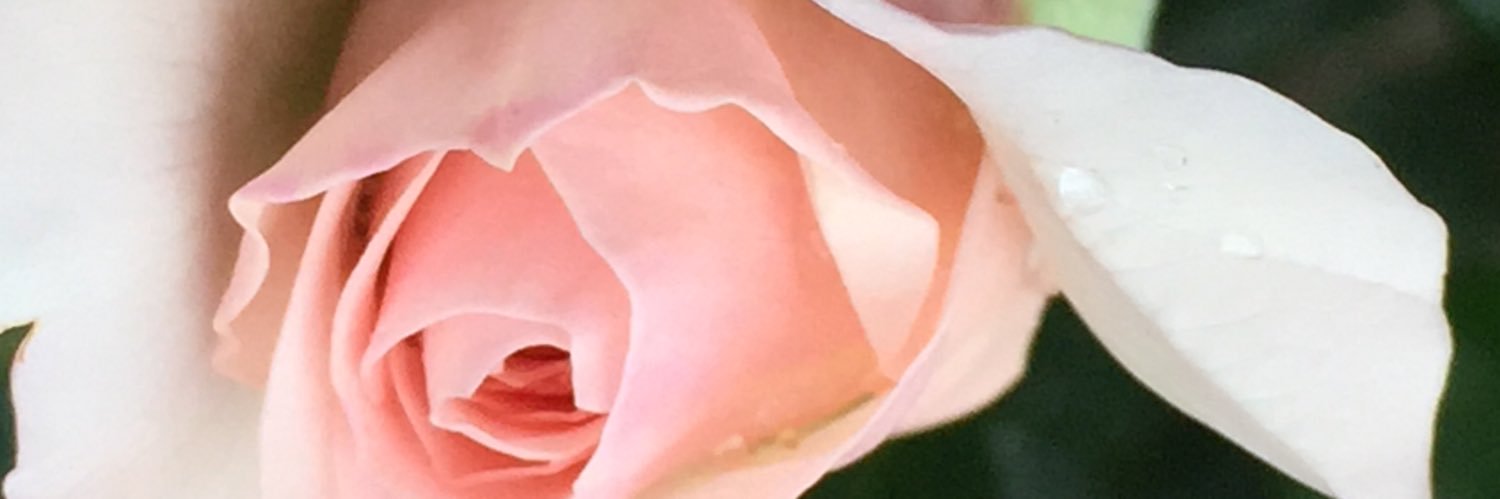 Daisygraceful's profile banner image