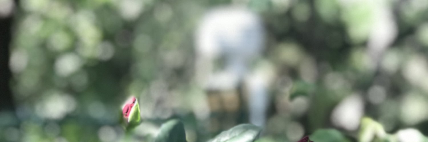 n_kfs's profile banner image