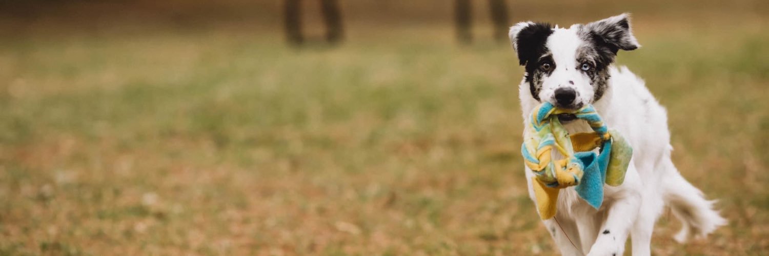 sunflwr_s's profile banner image