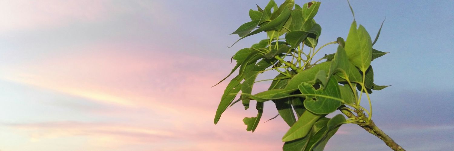 monxeras_'s profile banner image