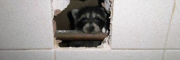 CeilingCoon's profile banner image