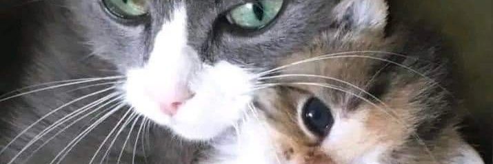 estcheftu's profile banner image