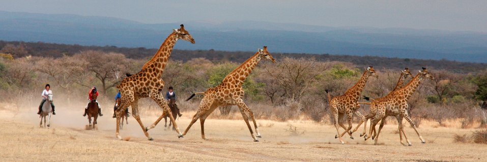 Equus Journeys banner