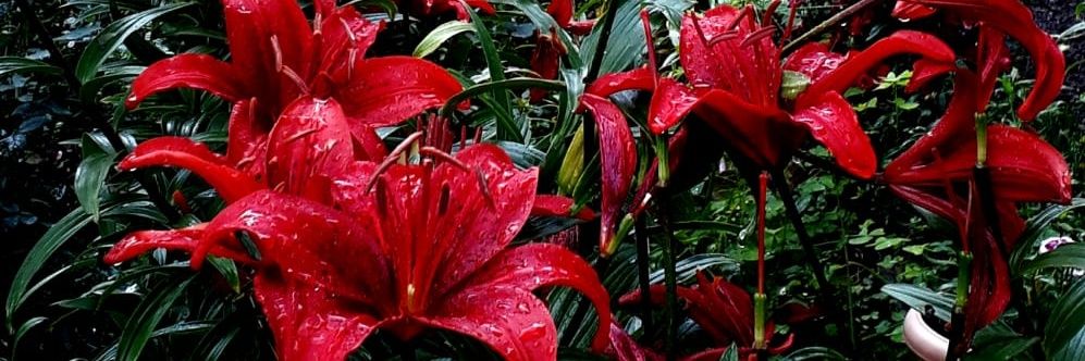 alka malhotra banner