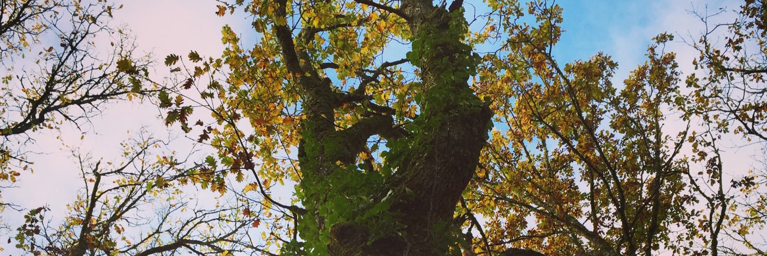 celiou31's profile banner image
