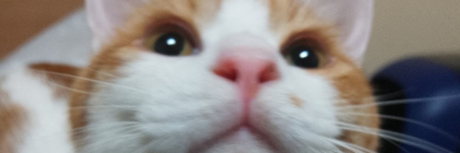 Taigo43【みはらのGO彡*( ･ิω･ิ)】白鷺の豪彡* banner