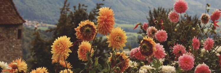 _mariamaciel's profile banner image