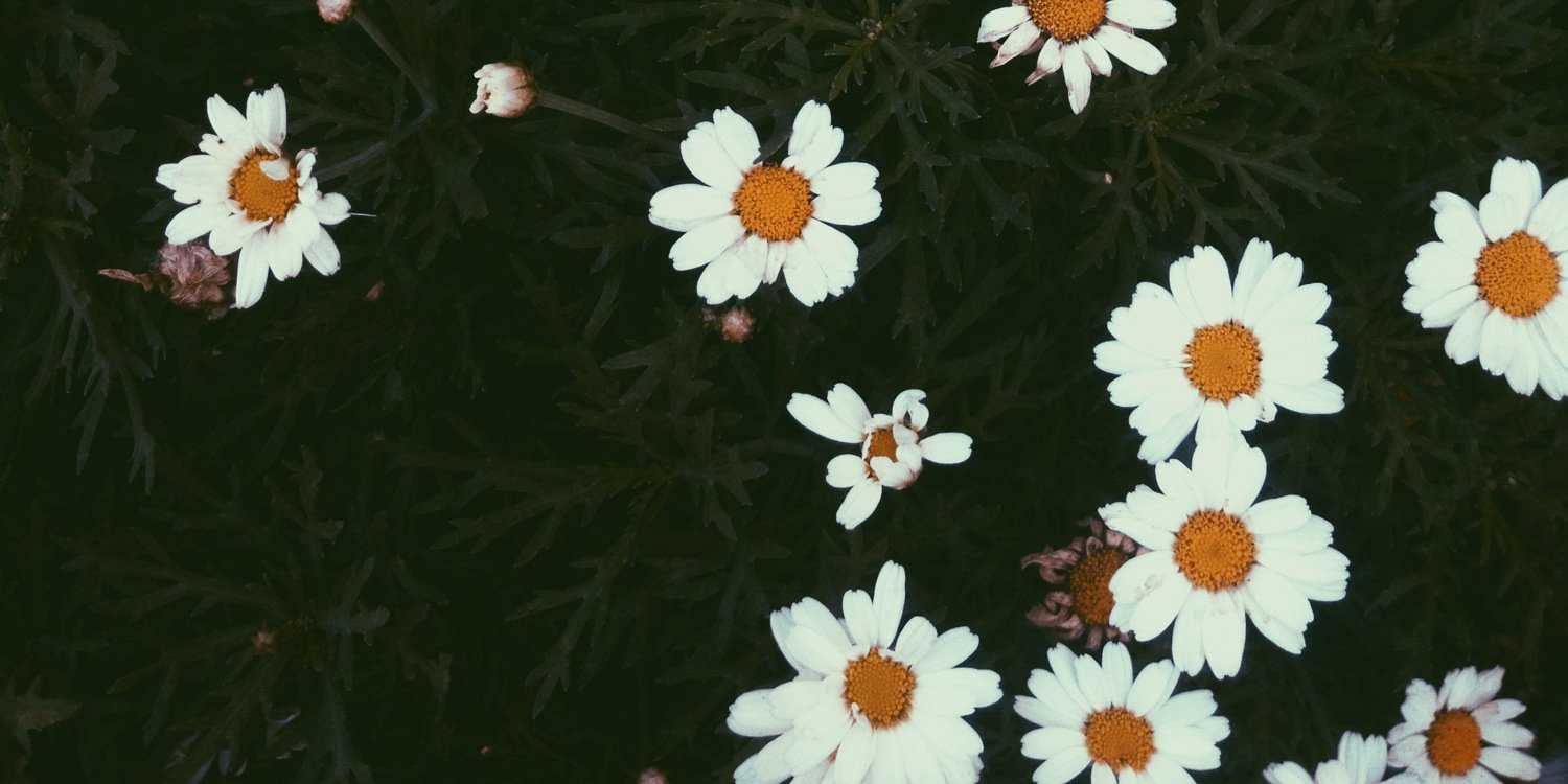 simone banner