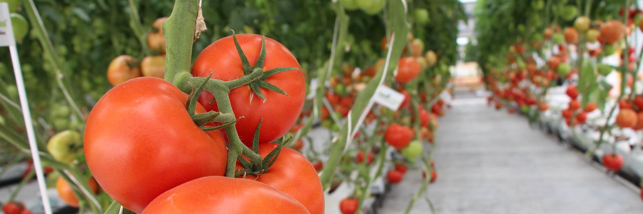 CongresoTomate's profile banner image