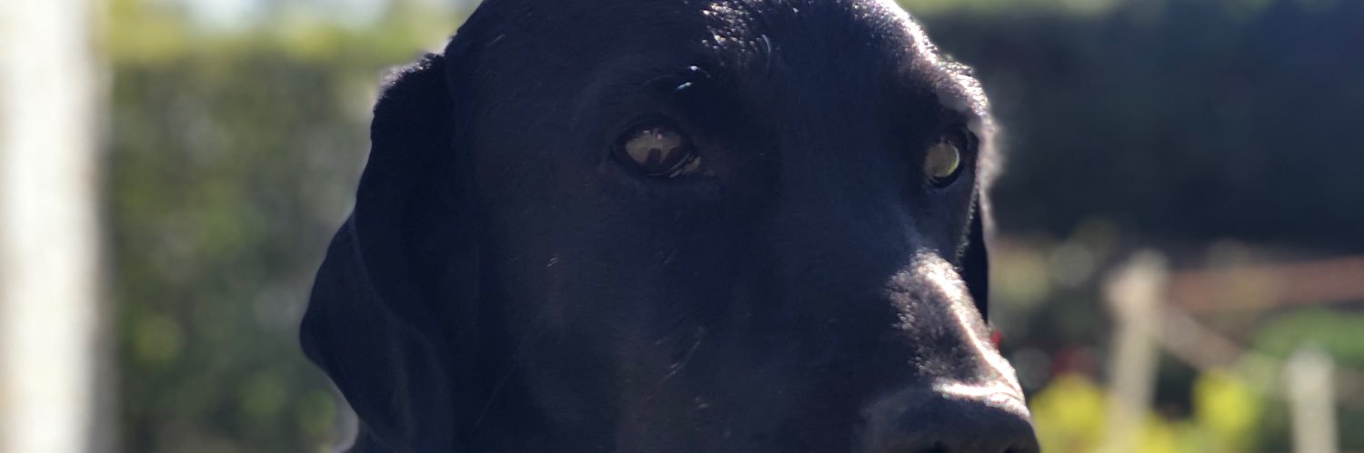Monteronimaite's profile banner image