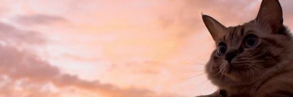SantsFelixx's profile banner image