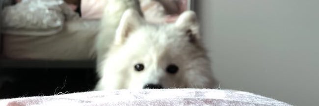 lilspham's profile banner image