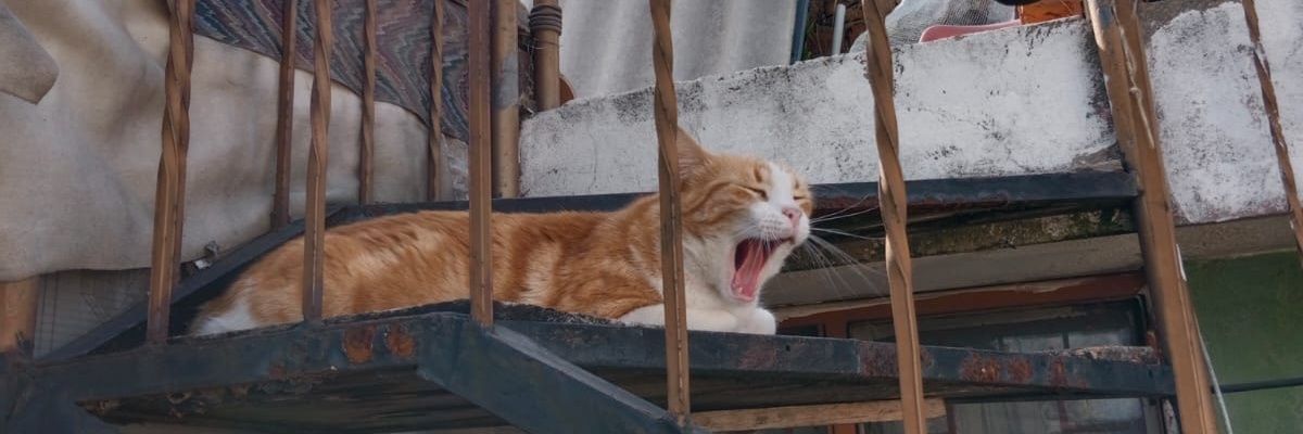 _cupcakesito's profile banner image