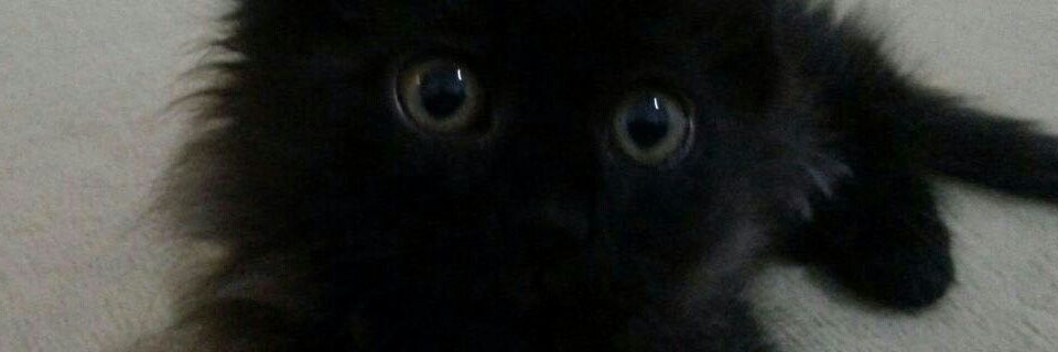 neseozar's profile banner image