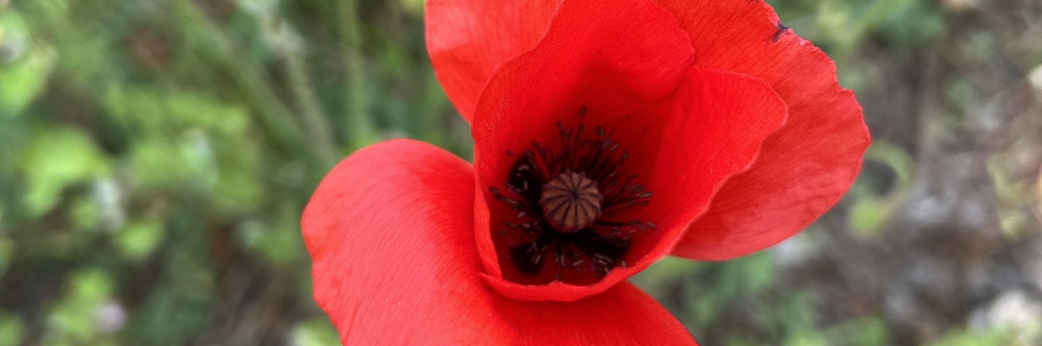 gegenepi's profile banner image