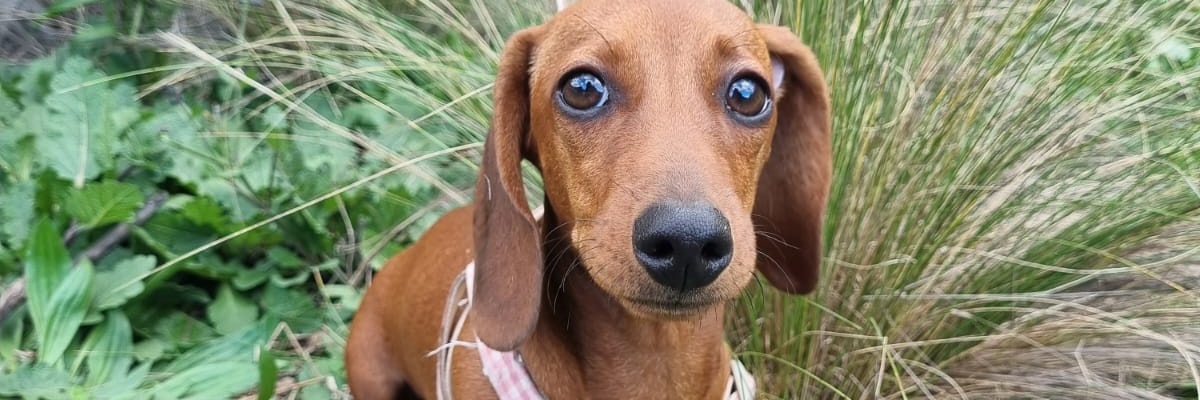 CecyCheff's profile banner image
