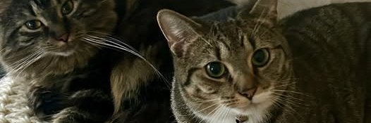 angellslace's profile banner image