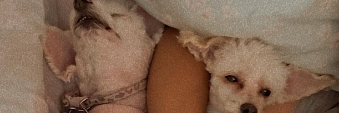 CarlisAtm's profile banner image